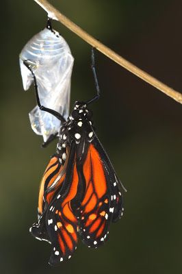 All of Nature: Monarch Butterfly Emerging From Chrysalis Tattoo Papillon, Butterfly Transformation, Butterfly Metamorphosis, Butterfly Chrysalis, Butterfly Migration, Macro Photography Nature, Jade Green Color, Monarch Butterflies, Butterfly Party