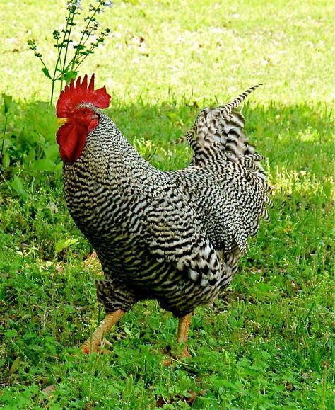 Plymouth Chickens, Types Of Roosters, Barred Rock Rooster, Barred Plymouth Rock Chickens, Barred Plymouth Rock, Barred Rock Chickens, Plymouth Rock Chicken, Best Laying Chickens, Leghorn Chickens