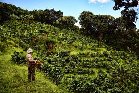 Coffee Costa Rica, Starbucks Farm Costa Rica, Coffee Mural, Costa Rica Coffee Tour, Coffee Site, Costa Rica Coffee, Surf In Costa Rica, Tortuga Island, Coffee Plants