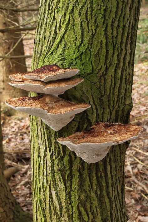 Tree Mushrooms, Mushroom Pictures, Growth And Decay, Mushroom Crafts, Plant Fungus, Mushroom Fungi, Mushroom Art, Wild Mushrooms, Walk In The Woods