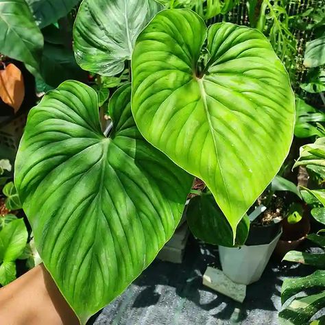 Philodendron Plowmanii, Plants