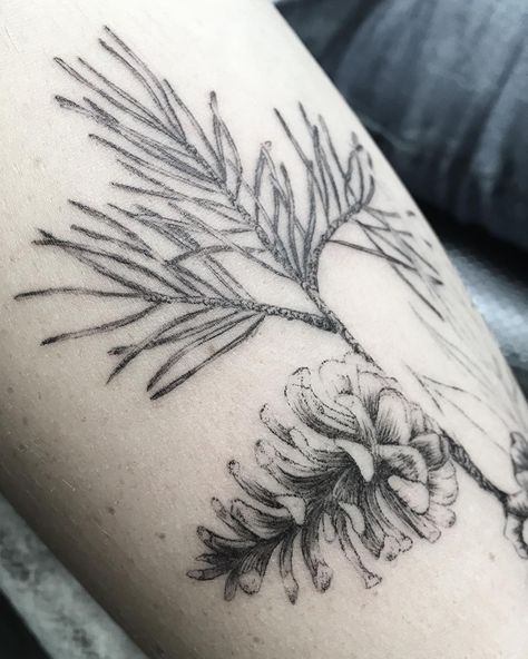 Pine Branch Tattoo, Winter Tattoos, Pine Cone Tattoo, Evergreen Tattoo, Spruce Branch, Plant Tattoos, Pine Tattoo, Winter Tattoo, Small Pine Cones