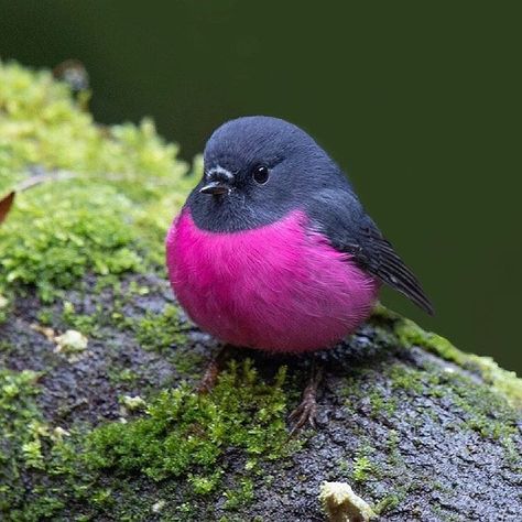 8,972 Likes, 92 Comments - Bird Gardenical (@bird_gardenical) on Instagram: “. ~ As everyone loves this little bird 🐤 so much, here’s another image of a male Pink Robin 💜 from…” Pink Robin, Painted Bunting, Australian Wildlife, Image Nature, Robin Bird, Bird Pictures, Pretty Birds, Colorful Birds, Cute Birds