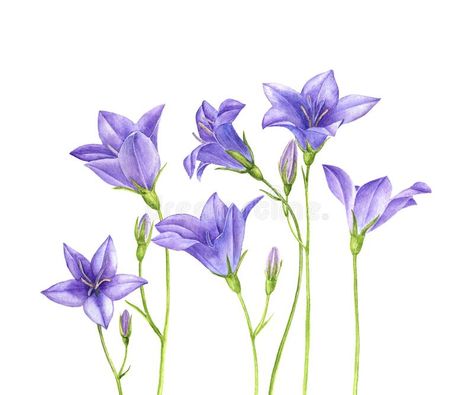 Campanula Drawing, Bellflower Campanula, Platycodon Grandiflorus, Campanula Flowers, Blue Bell Flowers, Visual Library, Violet Background, Flowers Drawing, Flower Sketches