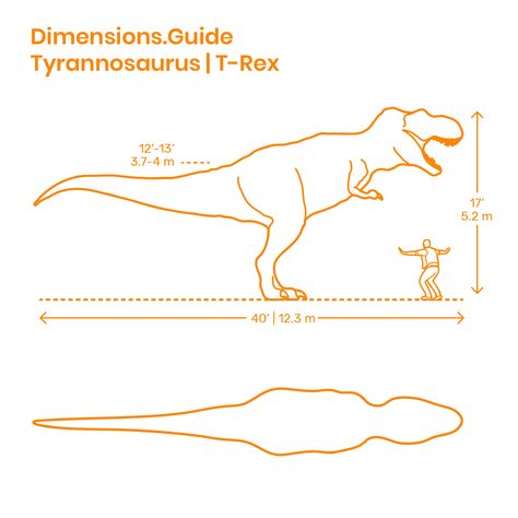 Tyrannosaurus Rex (T-Rex) was one of the largest predatory dinosaurs that ever existed. Known for its large 5’ | 1.5 m head, conical teeth, small arms, strong tail, and powerful legs, Tyrannosaurus Rex was 40’ | 12.3 m in length, with a head height of 17’ | 5.2 m and hip height of 12’-13’ | 3.7-4 m. Downloads online #dinosaurs #animals #tyrannosaurus #trex #prehistoric Dinosaur Wood Carving, Whittling Patterns, Bandsaw Projects, Carved Wooden Animals, Wood Craft Patterns, Simple Wood Carving, Wood Carving For Beginners, Scroll Saw Patterns Free, Wood Wall Art Diy