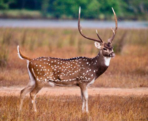 A handsome chital deer buck with impressive antlers. The species (Axis axis) lives in India, and both males and females retain their spots into adulthood. Chital Deer, Axis Deer, Deer Species, Alaska Fishing, Gold Deer, Deer Family, Animal Magic, Animal Pics, Fishing Outfits