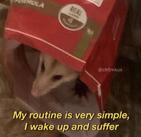 Awesome Possum, Trash Panda, Cute Memes, Nalu, Really Funny Pictures, Really Funny Memes, Tag Someone, Animal Memes, Reaction Pictures