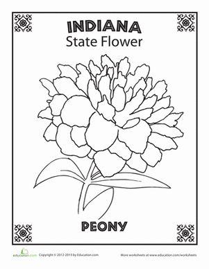 Indiana picked the pretty peony to be their official state flower. What flower would you choose if you were the official flower chooser of your state? Flower Worksheet, Seoul Nightlife, Chicago Lake, Nature Places, State Flowers, Iowa Travel, Geography Worksheets, Coloring Worksheets, Military Ranks