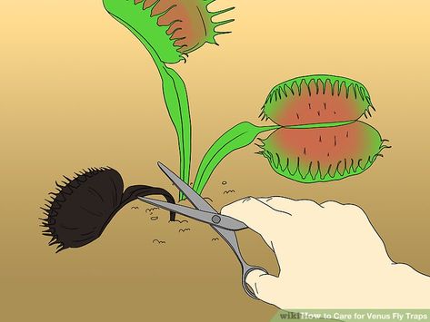 How to Care for Venus Fly Traps (with Pictures) - wikiHow Carnivorous Plants Care, Venus Fly Trap Terrarium, Venus Fly Trap Care, Carnivorous Plants Terrarium, Bog Garden, Fly Trap, Venus Fly Trap, Fly Traps, Terrarium Diy