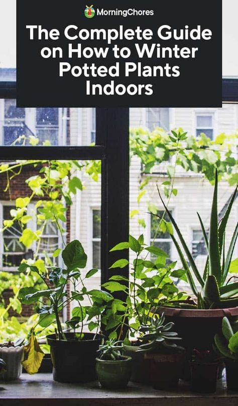 Wintering Plants Indoors, Winterizing Plants Indoor, What Can I Grow Indoors In Winter, Grow Herbs Indoors Winter, Bringing Herbs Inside For Winter, Bringing Plants Inside For Winter, Winter Potted Plants, Potted Plants Patio, Veggie Gardens