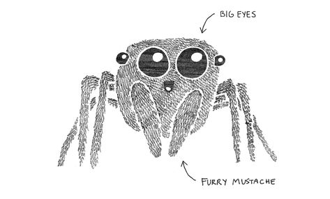 Spider Illustration, Spider Drawing, Jumping Spiders, Spider Art, Jumping Spider, Aspiring Artist, Nature Journal, Big Eyes, Spiders