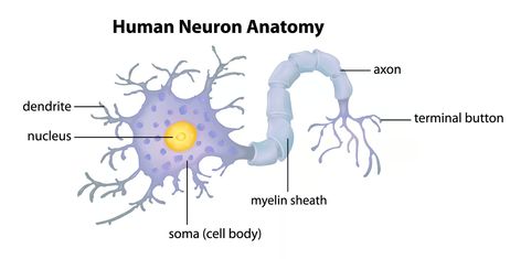 Nature has again proven effective in treating health conditions, this time nerve injury. According to a new study, a compound found in the blessed thistle plant accelerates the regeneration of damaged nerves, restoring motor function and touch sensation. Nerve Injury, Intravenous Injection, Thistle Plant, Blessed Thistle, Sensory Nerves, Peripheral Nervous System, Pulmonary Disease, Nerve Damage, Live Animals