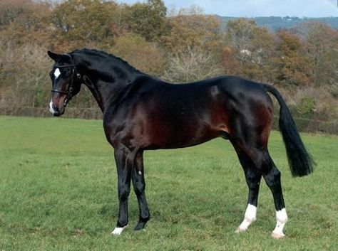 A dark brown horse ( also called seal bay/ brown). Note the lighter brown soft points on an otherwise bay horse. This is what brown is. Seal Bay Horse, Horses Majestic, Horse Standing, Dutch Warmblood, Horse Coat Colors, Amazing Horses, Gorgeous Horses, Bay Horse, Horse Dressage