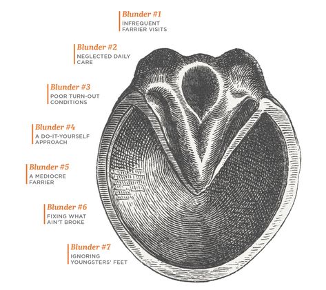 Horses Tips, Horse Hooves, Farm Tips, Equine Veterinarian, Farm Management, Training Horses, Horse Ownership, Horseback Riding Tips, Horse Breeding