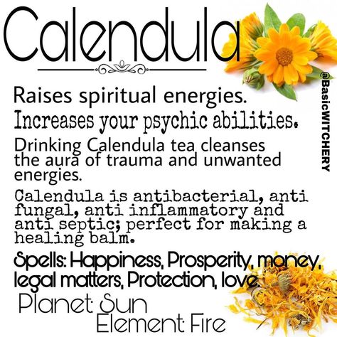 Basic W I T C H E R Y on Instagram: “C A L E N D U L A 🌞 . Parts used: Petals and Flower Heads. . Calendula certainly spreads joy and happiness, whether it be in a spell or…” Calendula Tea, Herbal Witch, Magickal Herbs, Witch Herbs, Tea Cleanse, Healing Balm, Magic Herbs, Magical Herbs, Herbal Magic