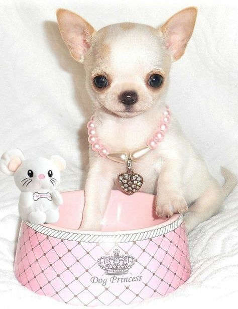 Pin: @lov3r4fashi0n💥 For More Inspirational Pins Follow Me @ƑƛƧӇƖƠƝ💙ԼƠƔЄƦ The Breeders, Teacup Chihuahua Puppies, Chihuahua Puppies For Sale, Baby Chihuahua, Dog Breeders, Teacup Chihuahua, Dogs For Adoption, Cute Chihuahua, Cute Little Puppies