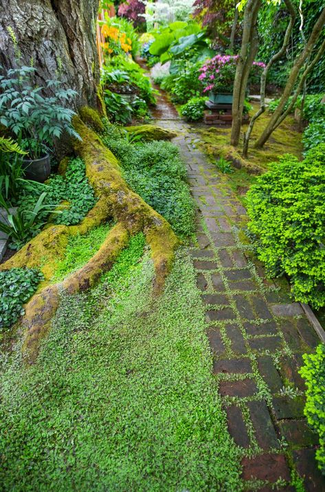 As he does for his Ballard shop, Curtis Steiner curates the uncommon for his own garden | The Seattle Times Seattle Gardening Ideas, Moss Pathway, Japanese Moss Garden, Garden Pathways Ideas, Seattle Garden, Moss Gardens, Moss Lawn, Garden Pathways, Garden Inspo