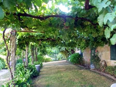 Grapevine Arbor When To Plant Grape Vines, Pergola For Grapes, Pergola With Grape Vines, Grape Vine Veranda, Ornamental Grape Vine Pergola, Grape Arbor, Grape Plant, Garden Vines, Cottage Garden Design