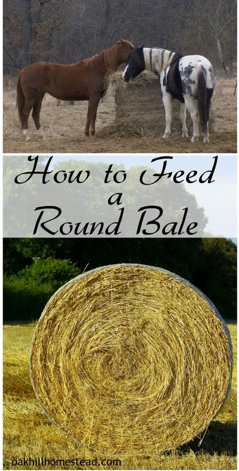 Diy Round Bale Feeder Horses, Round Bale Hay Feeder, Cow Feeder, Farming 101, Diy Hay Feeder, Round Bale Feeder, Hay Feeder For Horses, Horse Hacks, Bale Of Hay