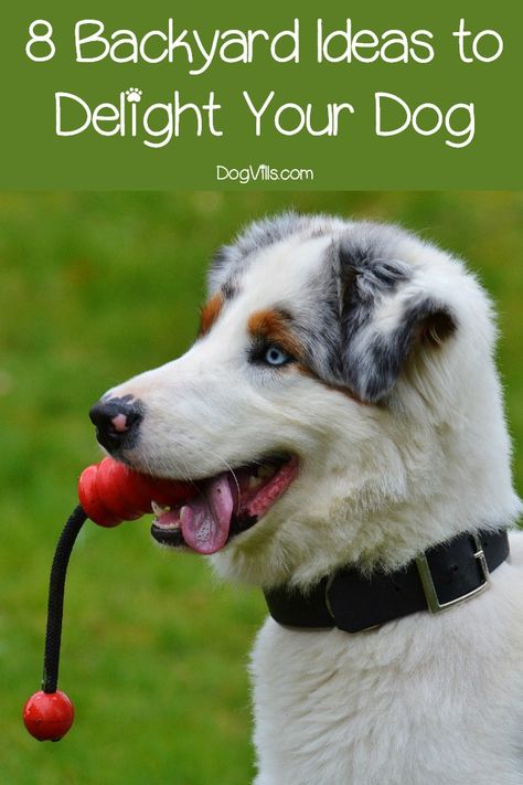 Dog Tricks Easy, Puppy Training Guide, Dog Friendly Backyard, Dog Backyard, Puppy Training Schedule, Dog Entertainment, Dog Yard, Dog Playground, House Training Dogs