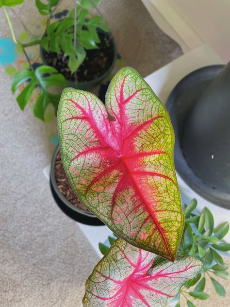 Caladium Fiesta, Strawberry Star Caladium, Caladium Thai Beauty, Caladium Red Flash, Caladium Lindenii Magnificum, House Plants, Plants, Flowers