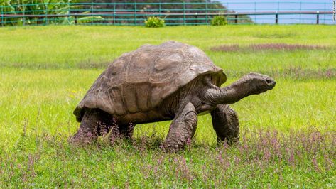 World's oldest-ever tortoise turns 190 | CNN Travel St Helena Island, Saint Helena Island, Santa Helena, Sulcata Tortoise, Galapagos Tortoise, Giant Tortoise, Tortoise Turtle, John Charles, 4 December