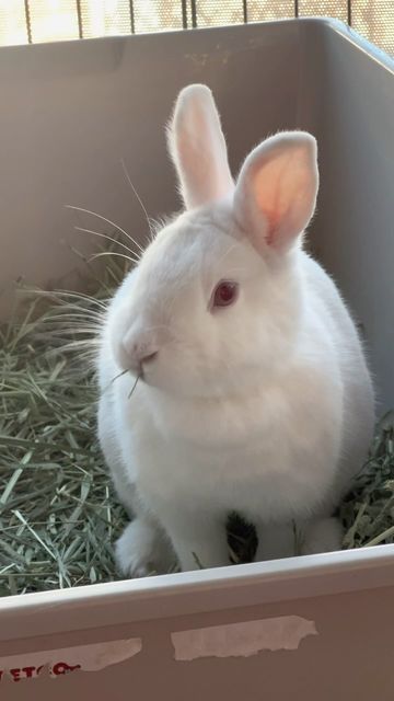 AGWC Rockin’Rescue 💕 on Instagram: "Pearl is available for adoption. ☎️ 818-348-6000 #bunny #rabbit #agwcrockinrescue" American Rabbit Breeders Association, Bunny Rabbit, Adoption, Animals, On Instagram, Instagram