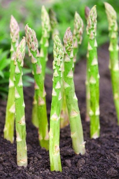 How To Grow Asparagus - The Perfect Perennial Spring Vegetable! Asparagus Growing, Asparagus Seeds, Companion Planting Guide, Asparagus Plant, Growing Asparagus, Perennial Vegetables, Herb Garden Design, Heirloom Vegetables, Spring Vegetables