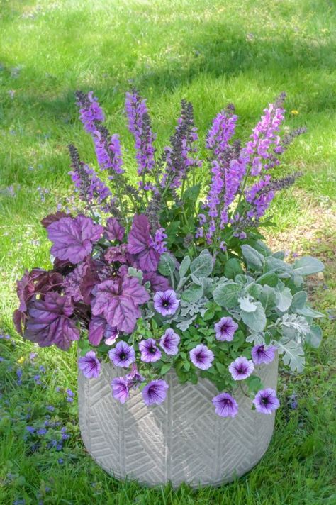 Purple Container Flowers, Lavender Planter Ideas, Lambs Ear Landscaping, Purple Planter Ideas, Purple Petunias In Pots, Petunias In Pots, Purple Potted Flowers, Dusty Miller Container, Purple Fountain Grass Container Planters