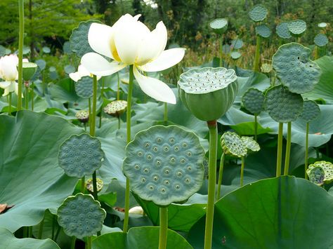 Lotus Seed Pods in Skin, Grain a Voler Lotus Flower Seed Pod, Lotus Seed Pod, Lotus Flower Seeds, Wildflower Centerpieces, Flower Reference, Scent Garden, Lotus Seed, Lotus Pods, Seed Pod