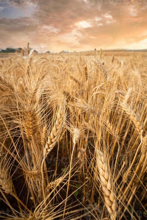 Close up of wheat ears, Ripening yellow ears of wheat, field of wheat with shallow depth of field in sunset Field Of Wheat, Flyer Design Inspiration, Wheat Field, The Close, Wheat Fields, Gym Workout Videos, Depth Of Field, Wheat, Art Images