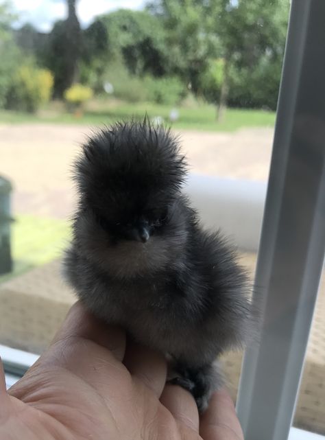 Blue Silkie Chicken, Silky Chickens, Fluffy Chicken, Chicken Pictures, Fancy Chickens, Silkie Chickens, Cutee Animals, Beautiful Chickens, Chicken Chick