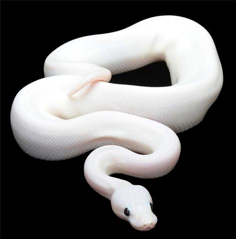 Leucistic Boa Python Regius, Pretty Snakes, Ball Python Morphs, Albino Animals, Snake Lovers, Python Snake, Cute Reptiles, Reptile Snakes, Cute Snake