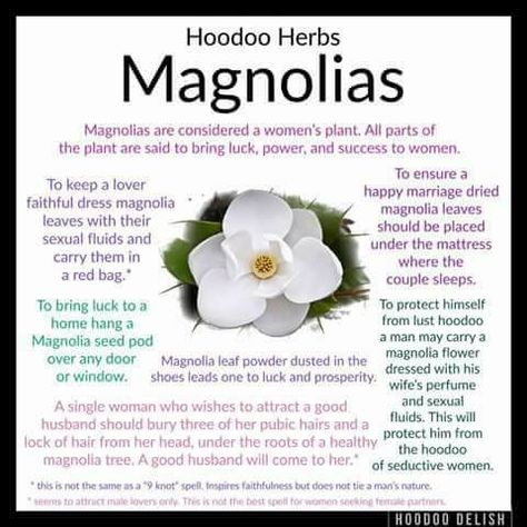 Magnolias Magnolia Spiritual Meaning, Magnolia Magical Properties, Hoodoo Delish, Hoodoo Conjure Rootwork, Hoodoo Rootwork, Hoodoo Magic, Hoodoo Conjure, Hoodoo Spells, Voodoo Hoodoo