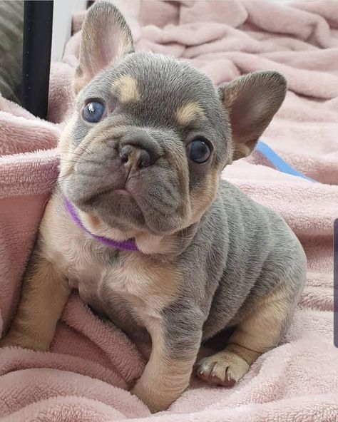 Blue Fawn French Bulldog, Baby French Bulldog, French Bulldog Breed, Cute Bulldog Puppies, Bulldog Francese, Really Cute Puppies, Super Cute Puppies, Frenchie Bulldog, Tiny Puppies