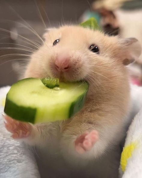 Hamster Pics, Hamster Life, Hamster Habitat, Hamster Food, Cute Potato, Funny Hamsters, A Hamster, Cute Small Animals, Cute Rats