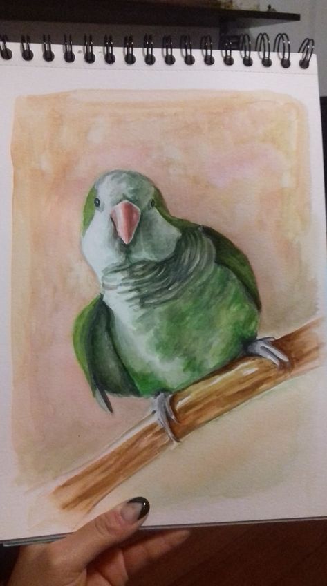 Quaker Parrot Drawing, Bird Cute Drawing, Parakeet Art, Quaker Parrot, Parrot Drawing, Bird Painting Acrylic, Bird Cute, Cats Art Drawing, Parrots Art