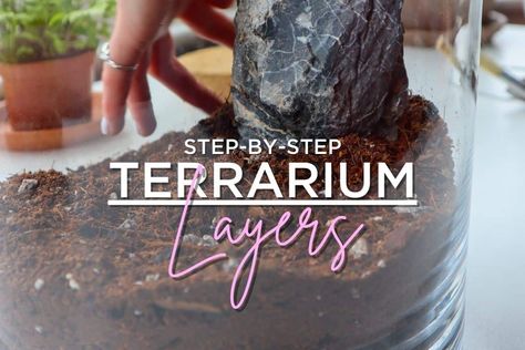 Terrarium Layers: A Step-By-Step Guide to Building Success Terrarium Layers, Guide Terraria, Making A Terrarium, Terrarium Closed, Terraria Tips, Cypress Mulch, Large Terrarium, Small Terrarium, Open Terrariums