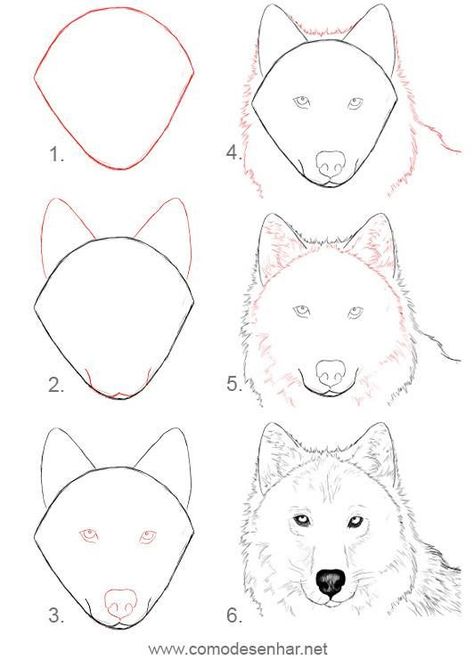 Sa Drawing, Dog Drawing Tutorial, Wolf Sketch, Wolf Drawing, Pencil Art Drawings, Animal Sketches, Arte Animal, Dog Drawing, Drawing Tutorials