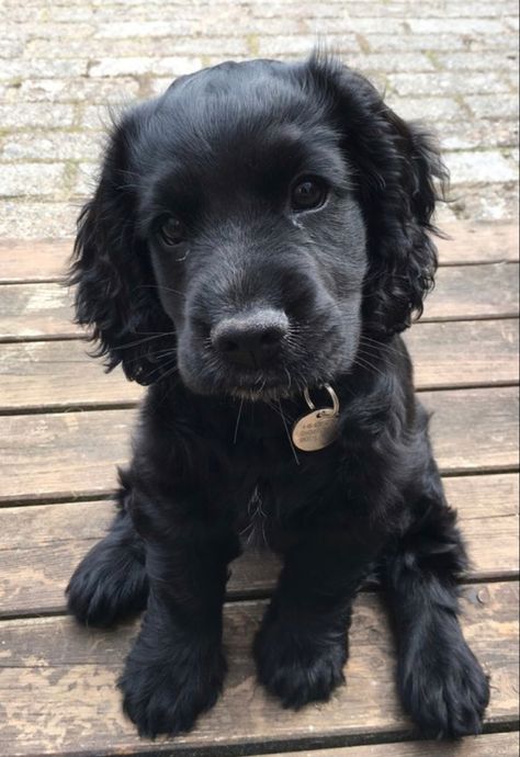 Trust Fund Baby, Black Cocker Spaniel, What Inspires Me, Future Son, Fancy Stuff, I Don't Understand, American Cocker Spaniel, Fancy Dog, Cocker Spaniel Puppies