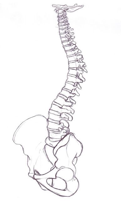 Spine And Pelvis Drawing, Spine Drawing Sketches, Spine Project, Spine Artwork, Spine Drawing, Bone Drawing, Human Spine, Human Skeleton, Medical Art