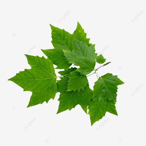 Sycamore Leaf, Leaves Photography, Transparent Image, Png Transparent, Png Image, Graphic Resources, Free Download, For Free, Clip Art