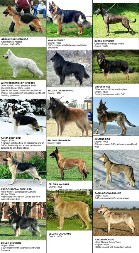 Working Dog Breeds, Cool Dog Breeds, Shepherd Dogs Breeds, All Dog Breeds List, Wolf Dog Breeds, Types Of German Shepherd Dogs, Types Of Shepherd Dogs, King German Shepherd, Bohemian Shepherd