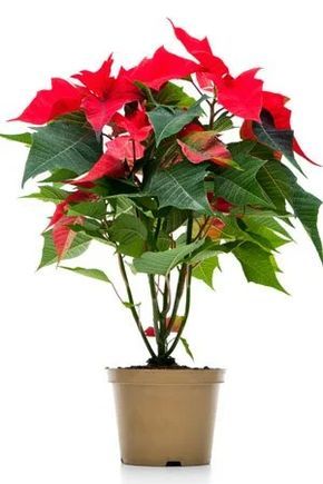 Poinsettia Care, Christmas Cactus Care, Christmas Cactus Plant, Poinsettia Plant, Household Plants, Flower Pot Design, Plant Care Houseplant, Christmas Plants, Inside Plants