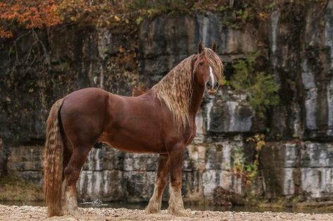 Chestnut Friesian, Npc Aesthetics, Horse Mate, Liver Chestnut, Friesian Stallion, Horse Riding Aesthetic, Horse Coat Colors, Horse Chestnut, Horse Colors