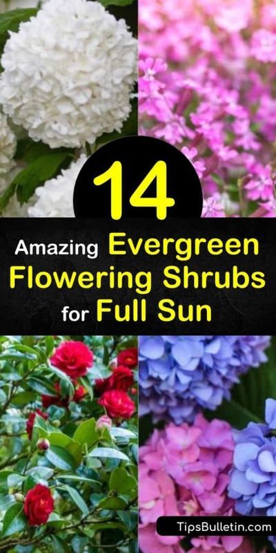 This is the best list of evergreen shrubs to incorporate into your landscaping for year-round foliage. These flowering shrubs offer groundcover, foundation plantings, and hardiness to give your home the extra pop it needs through the long winter months. #flowering #evergreen #shrubs #fullsun Flowering Bushes Full Sun, Flowering Evergreens, Evergreen Shrubs Full Sun, Flowering Shrubs Full Sun, Shrubs For Full Sun, Foundation Plants, Full Sun Landscaping, Year Round Flowers, Small Evergreen Shrubs