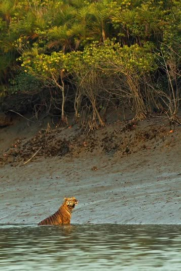 Sundarbans Forest, Tiger Habitat, Brahmaputra River, Forest Department, Endangered Wildlife, Human Settlement, Mangrove Forest, Heritage Center, Unesco World Heritage