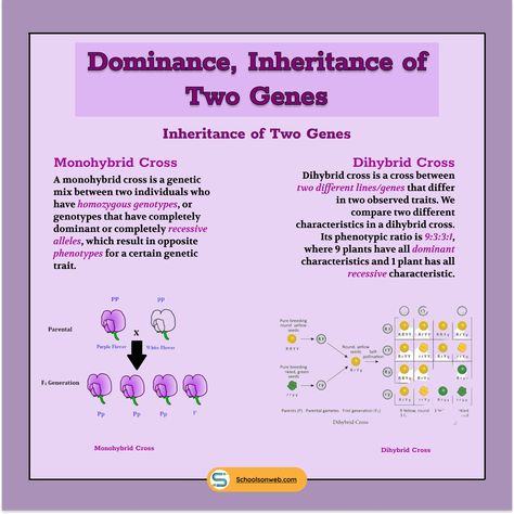 CBSE Class 12th Dominance, Inheritance of Two Genes 🧬 🧑‍🔬 Read about Mendel’s Inheritance of Two Genes, Law of Independent Assortment here 👉🏼 https://schoolsonweb.com/co-dominance-incomplete-dominance-inheritance-of-two-genes/ . . #science #class12th #ncert #cbse #education #schools #teachers #onlineclasses #inheritance #genes #design #infographics #information #facts #knowledge #wednesdaythoughts #studies #biology Mendels Law Of Inheritance, Dihybrid Cross, Grade 12, Kate Bush, Medical School Essentials, Science Notes, Biology Notes, Study Aesthetic, Class 10