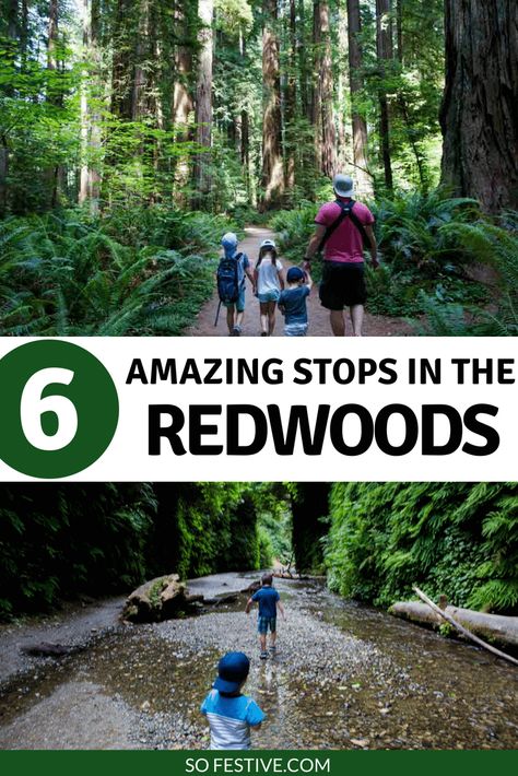 Red Wood Forest, Outdoor Camping Outfits, Wood Forest, Channel Islands National Park, Family Road Trip, Redwood National Park, The Redwoods, West Coast Road Trip, Utah Travel