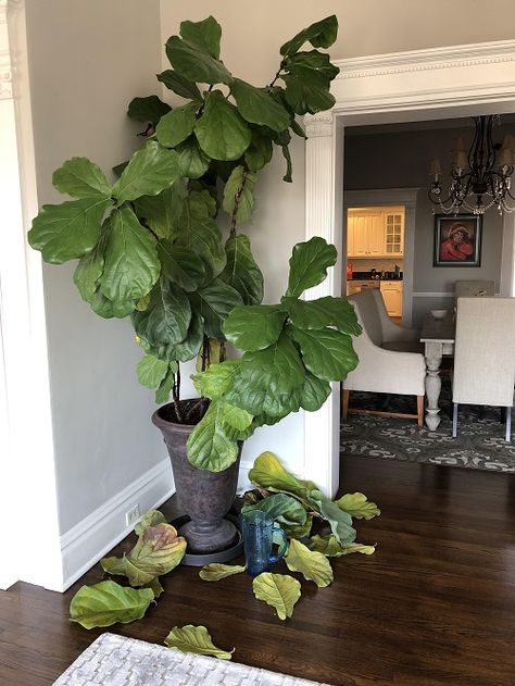 Why Your Fiddle Leaf Fig May Drop Leaves in Fall and How to fix It | Balcony Garden Web Fiddle Leaf Tree Office, Why Is My Fiddle Leaf Fig Dropping Leaves, How To Propagate Fiddle Leaf Fig, Fig Tree Indoor, Fiddle Fig Tree, Fiddle Leaf Fig Plant, Companion Planting Vegetables, Small House Garden, Fiddle Leaf Tree